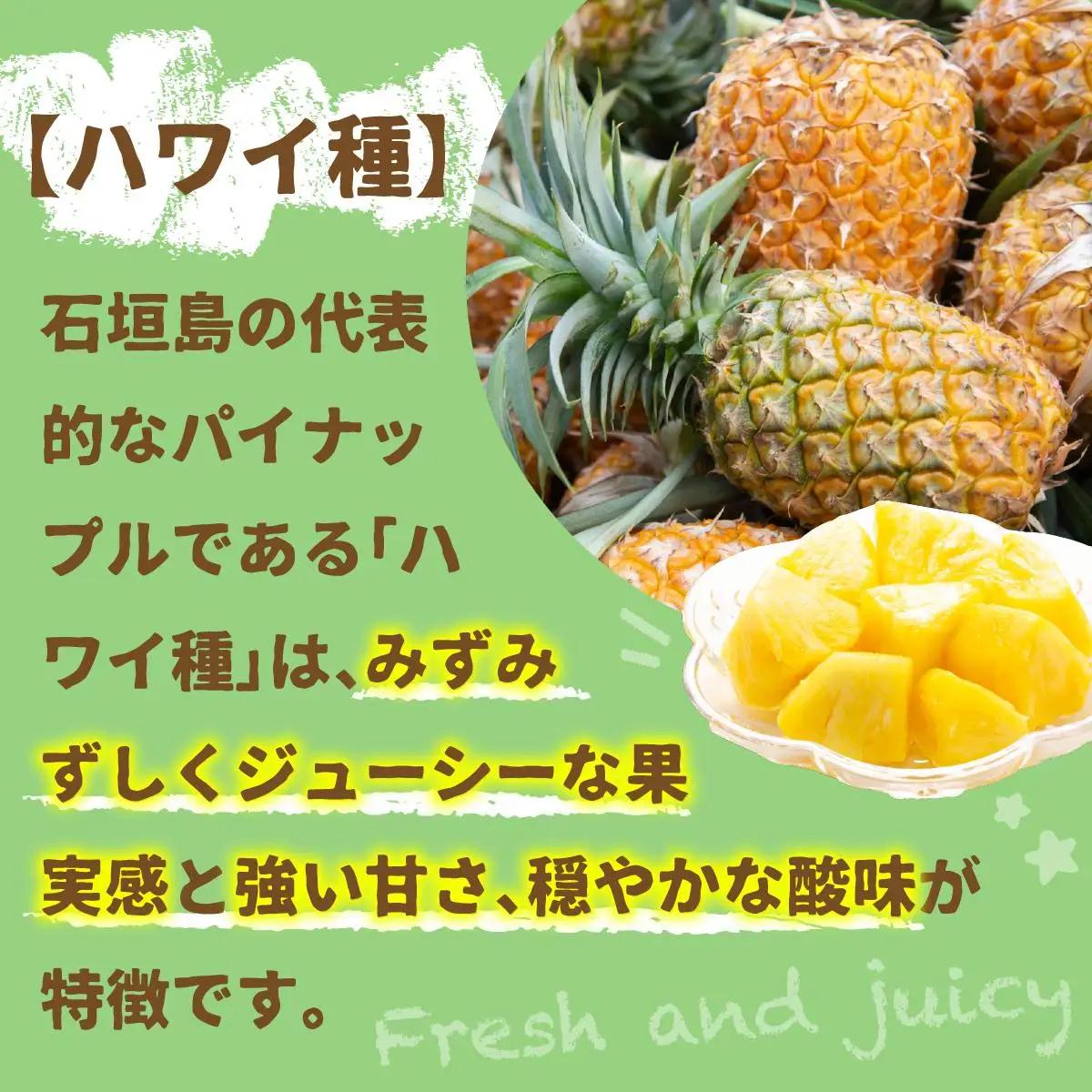 石垣パイン ハワイ種 6個セット