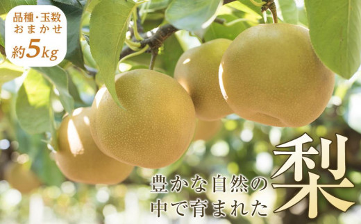 旬の梨（約5kg)＜筑前町産 産地直送＞【梨 なし ナシ 幸水 豊水 秋月 新高 王秋 愛宕 果物 くだもの 果実 フルーツ 新鮮 フレッシュ 旬 筑前町産 食品 おすすめ 人気 ふるさと納税 福岡県 筑前町 送料無料 AE002】