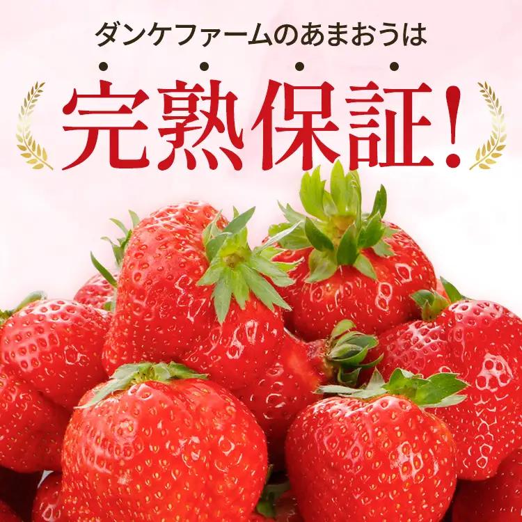 いちご あまおう 約1100g R9年3～5月中旬発送 いちご