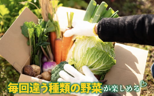 【全3回定期便】旬の野菜 7品《壱岐市》【壱岐市農業協同組合】 [JBO044] 野菜 やさい 旬 季節 セット 詰め合わせ 産地直送 新鮮 サラダ スムージー 定期便   30000 30000円 
