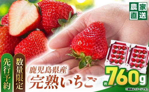 2692【予約受付】【数量限定】鹿児島県産いちご【甘色】8～24粒×2箱（品種：さがほのか/恋みのり）　KN103-001-02