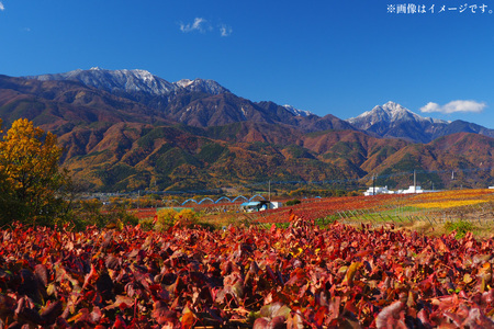ふるなび限定 ワイン Mont.8 甲州 辛口 白ワイン 720ml 1本 Wine わいん お酒 酒 洋酒 白 辛口 能見園河西ワイナリー  [まあめいく 山梨県 韮崎市 20745222] 