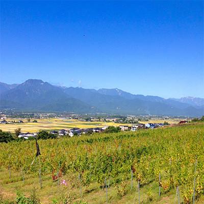 ふるさと納税 池田町 サッポログランポレール 安曇野池田ヴィンヤードワイン「ソーヴィニヨン・ブラン」750ml |  | 03