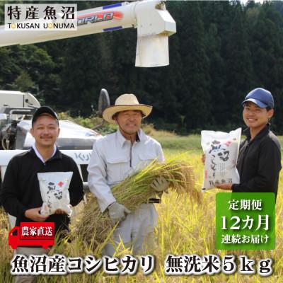 ふるさと納税 魚沼市 【毎月定期便】農家直送!魚沼産コシヒカリ(無洗米)5kg全12回