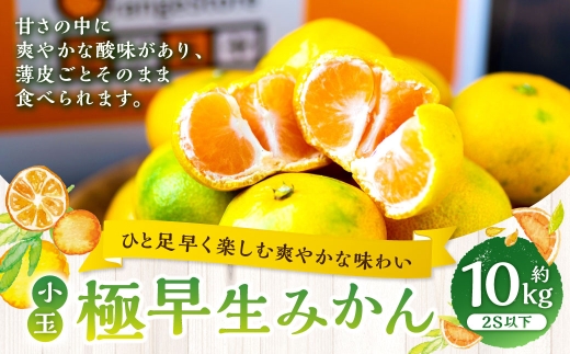 【 ひと足早く楽しむ爽やかな味わい 】 極早生みかん （ 小玉 ） 約10kg  みかん ミカン 柑橘 柑橘系 柑橘類 くだもの 果物 フルーツ 果実 果汁 果肉 国産 愛媛県産 薄皮 【 2026年9月下旬-11月上旬発送予定 】 ( 1100 )