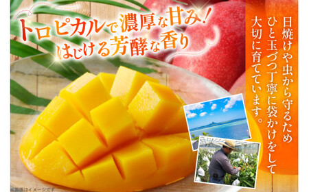 【2027年発送】マンゴー 完熟 秀品 アーウィン種 約 1kg (2〜3玉)