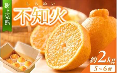 【限定】 不知火 樹上完熟 約2kg （5～6個入）【2026年2月下旬頃～4月中旬頃まで発送】【KG6】【kgr024】 