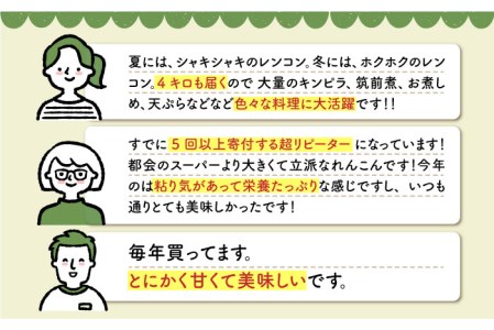 【先行予約】【おいしいれんこんを産地直送！】 白石町産 泥付きれんこん（4kg）【佐賀県農業協同組合】/れんこん 佐賀 白石れんこん 泥付きれんこん シャキシャキれんこん ホクホクれんこん 高品質のれ