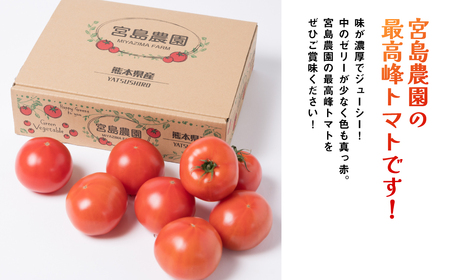 【先行予約】最高峰 トマト 極 800g 八代市産 宮島農園 甘い 野菜 やさい 【2025年2月より順次発送】