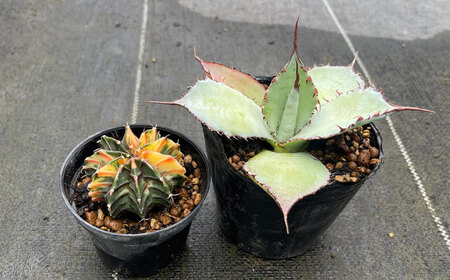 ギムノカリキウム ミハノビッチ ＆ アガベ グアダラハラナ 各1株 Gymnocalycium mihanovichii＆ Agave guadalajarana 長与町/アグリューム[EAI242]