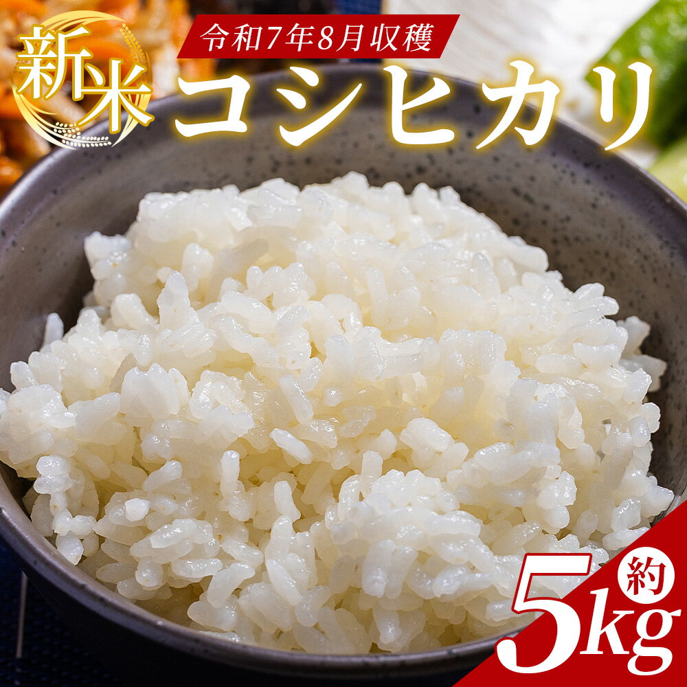【ふるさと納税】新米 令和7年産 コシヒカリ 約5kg - 国産 高知県産 精米 白米 お米 米 こめ コメ こしひかり ご飯 ごはん おにぎり 食品 どぶろく工房香南 高知県 香南市【常温】db-0039