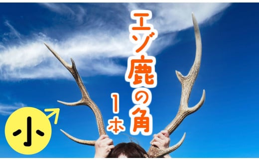 エゾ鹿の角　小1本（北海道・しか・シカ・しかのこ・コスプレ・工作・手作り・DIY・自由研究・自然・キャンプ・アクセサリー）