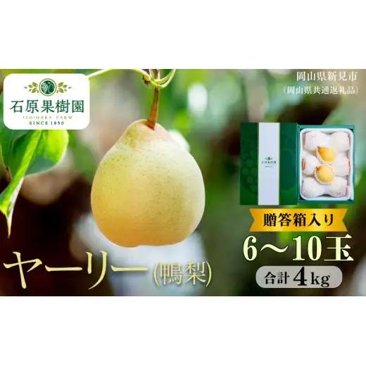 ヤーリー (鴨梨)  4kg 贈答箱 6～10玉【先行予約 2026年11月中旬から順次発送】