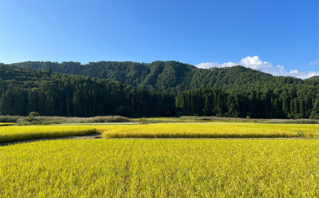 米 令和6年産　信州芋井産あきたこまち精米10kg（5kg×2）お米 ごはん コメ 白米 精米 お取り寄せ 信州 長野