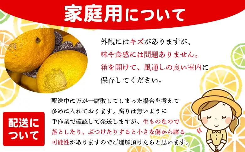 ＜木下さんちの不知火 家庭用 約2kg（大中小混み）＞『2027年3月に順次出荷予定』柑橘 しらぬい でこぽん デコポン ご自宅 みかん ミカン 蜜柑 果物 くだもの フルーツ 果実 特産品 木下農園