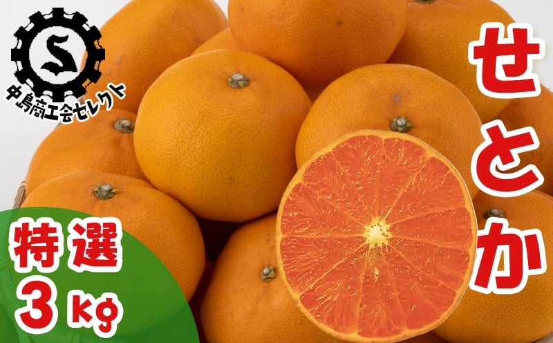 
            【特選】せとか 3kg 【あまや】 蜜柑 みかん 愛媛 松山 フルーツ 果物 かんきつ 柑橘 カンキツ ミカン mikan mican くだもの 3キロ 数量限定 期間限定 送料無料
          