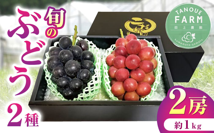 
            【先行予約】【限定数量】熊本県産 ぶどう 食べ比べ 2種セット 約1kg 計2房 詰め合わせ 果物 葡萄【田上農園】[YBY005] 
          