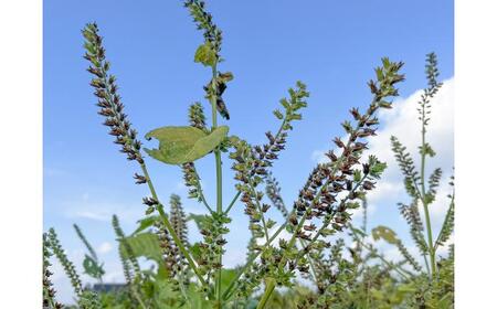 きくちのえごま油 計90g(45g×2本) / エゴマ油 えごま エゴマ油 えごま エゴマ油 えごま エゴマの実【菊池えごま生産組合】[BHAT001]