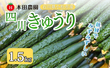 【先行予約】四川きゅうり 1.5kg 本田農園 野菜 ギフト | 石川県 小松市 本田農園