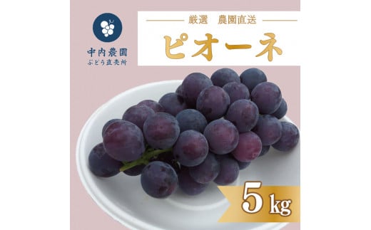 【 先行予約 】 ピオーネ 5kg 《 2025年 8月 下旬 ～ 順次発送 》フルーツ ぶどう 葡萄 期間限定 旬 産地直送 農家直送 産直 贈答 家庭用 ギフト 中内農園 ぶどう 直売所 徳島県 阿波市 