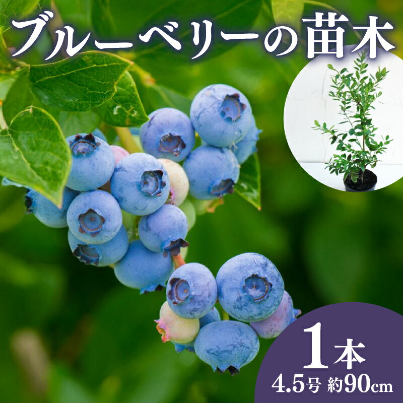 【ふるさと納税】 先行予約 ブルーベリー 苗 苗木 ラビットアイ系 果樹苗 家庭菜園 植物 果物 くだもの 先行予約 2025年10月 発送 果樹 園芸 ガーデニング DIY 庭 栽培 鉢植え 果実 フルーツ アントシアニン ポリフェノール 農業 収穫 健康 藤枝市 静岡県