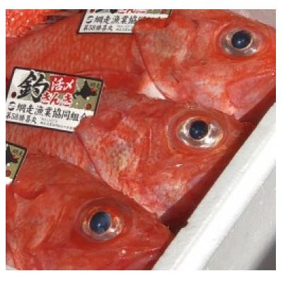 ふるさと納税 網走市 2025年10月にテレビで紹介された網走限定釣りキンキ　計6尾セット