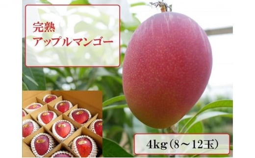 
2024年 先行予約 アップルマンゴー 約4kg 8～12玉 完熟 マンゴー ますみ農園 果物 フルーツ
