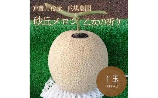 【先行予約】京都丹後久美浜産　砂丘メロン【オトメの祈り】　2Lサイズ／1玉入（2026年7月中旬～発送）　水はけがいい砂丘で育ったみずみずしいメロン 高い糖度 お中元 贈り物にも 的場農園 フルーツ くだもの 果物 一株一果栽培　LP00003