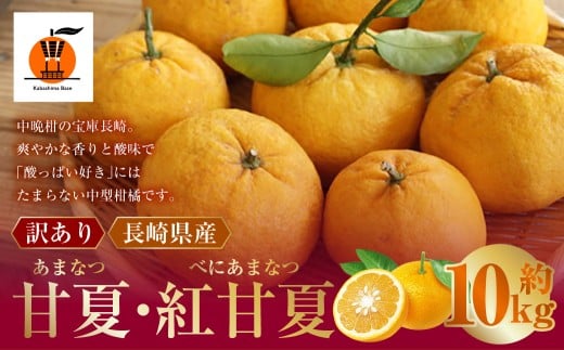 【訳あり】 長崎県産 甘夏 ・ 紅甘夏みかん 約10kg 【2026年2月上旬～3月下旬迄発送予定】 ／ あまなつ 紅あまなつ 柑橘 柑橘類 みかん フルーツ 果物 くだもの 国産フルーツ 規格外品  訳アリ 国産 長崎県 長崎市 常温