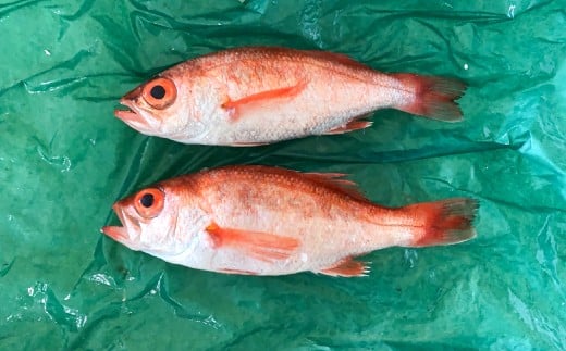 島根県大田市で水揚げされたのどぐろを2尾（1尾あたり200～250g）お届けします！