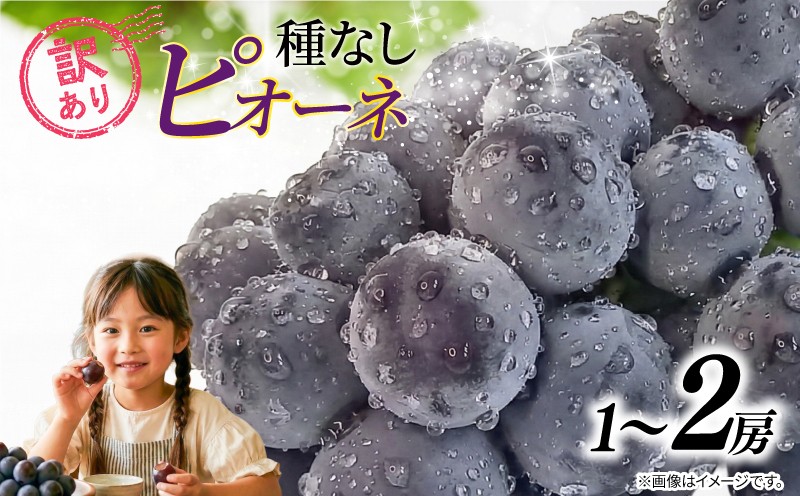 
                  訳あり ピオーネ 種なし 【選べる容量】 1房 ~ 2房 450g ~ 900g 2026 年 発送分 数量限定 先行予約 葡萄 巨峰 ぶどう グレープ マスカット ご自宅用 産地直送 農家直送 直売 有機栽培 フルーツ 果物 果実 くだもの デザート 旬 味覚 糖度 フレッシュ 甘い グルメ 贈答 プレゼント ふるさと納税 送料無料 千葉県 銚子市 加瀬農園 【8月中旬頃に順次発送予定】
                
