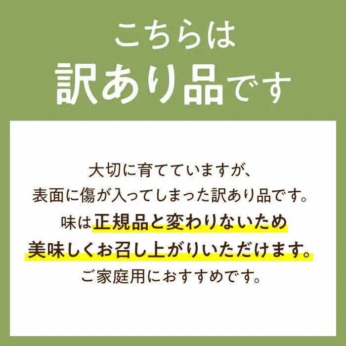 【2027年4月下旬-発送】【根強い人気!】 訳あり プリンスメロン 3箱セット（1箱 7?13玉）傷もの / メロン めろん フルーツ 果物 / 南島原市 / 南島原果物屋[SCV023]