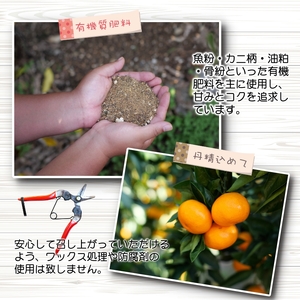 青切り みかん 5kg / 極早生 極早生みかん 温州みかん 甘い 家庭用 和歌山 柑橘 ※9月下旬～10月順次発送 ※北海道・沖縄・離島への配送不可  【nuk001-r-5B】