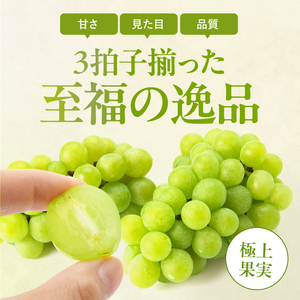 氷温貯蔵 長野県産 シャインマスカット 約1kg 秀品 〈2026年11月上旬～12月下旬発送〉| 長野県 飯田市
