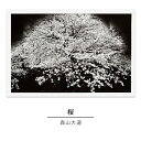 【ふるさと納税】zushi art gallery森山大道写真作品「桜」（写真集『光と影』1982年より）　インテリア・森山大道・写真作品・作品・写真