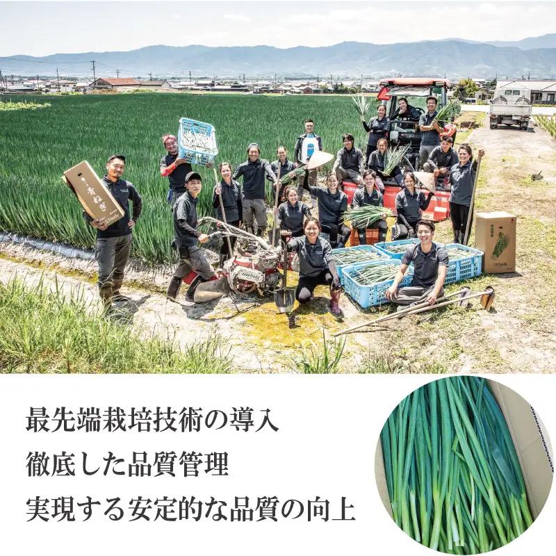 【4月～6月まで発送】青ねぎ 5kg ネギ 葱 極上 薬味 国産