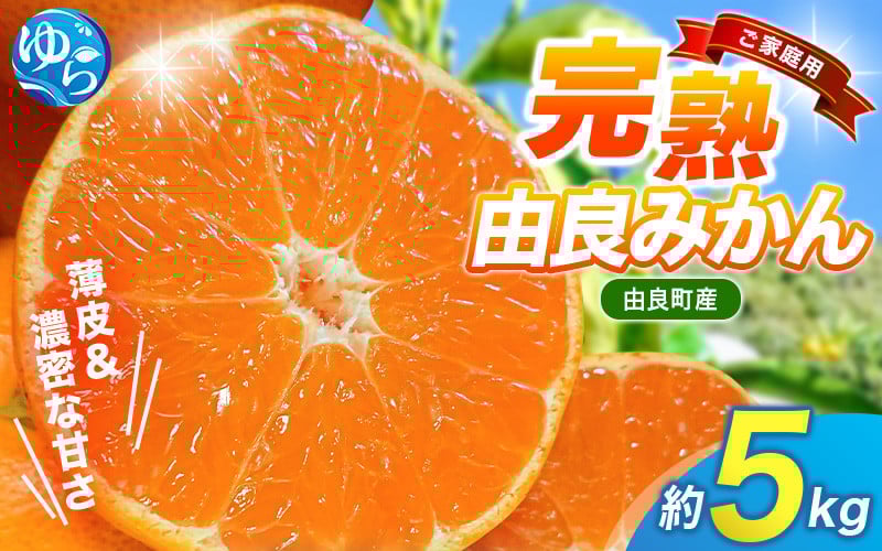
            【先行予約】薄皮で濃い甘さ！完熟由良みかん【ご家庭用】5kg（混サイズ）和歌山県由良産※2025年11月下旬頃から順次発送予定(お届け日指定不可) / 柑橘 ミカン 蜜柑 甘い 由良町 フルーツ 果物 くだもの 食品 人気 おすすめ 産地直送 由良町【ktym002】
          
