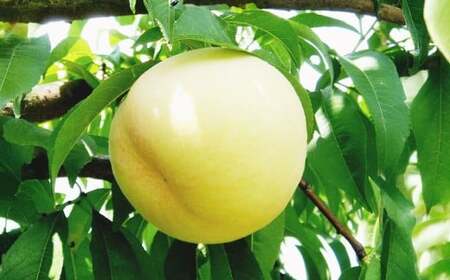 果物詰合せ （岡山白桃 2玉（1玉 260g以上） 《等級：ロイヤル》・シャインマスカット晴王 1房（（580g以上））【2025年7月上旬-8月下旬 発送予定】【白桃 桃 もも モモ フルーツ 果物