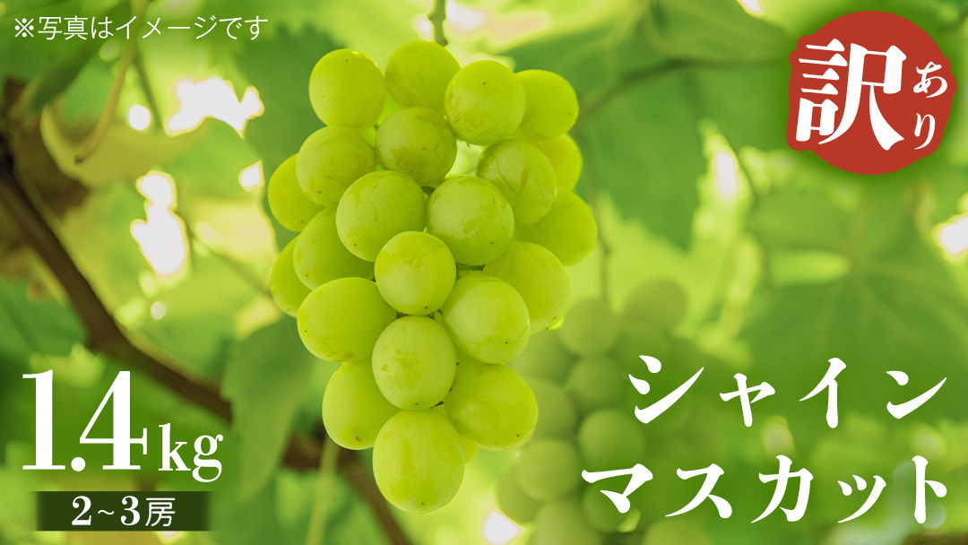 【 2025年9月上旬から発送開始 】 シャインマスカット ご家庭用 1.4kg 以上（ 2房 ～ 3房 ） マスカット ぶどう 葡萄 旬 果物 くだもの フルーツ 訳あり 自宅用 家庭用 数量限定 茨城[BZ001sa]
