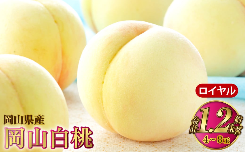 
            岡山白桃 ロイヤル 4～8玉 約1.2kg 岡山県産【2025年7月上旬～8月下旬発送予定】 白桃 桃 もも モモ
          