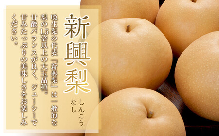 927.【訳あり】新興梨 4kg（4～16玉前後）≪果物 フルーツ くだもの≫　※2025年10月上旬～11月下旬頃に順次発送予定