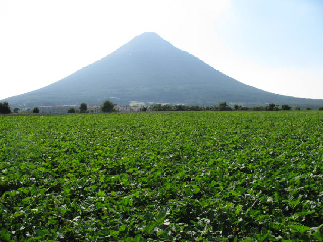 糖度抜群 あま～い！紅はるか芋約5kg(岡村商店/A-113)