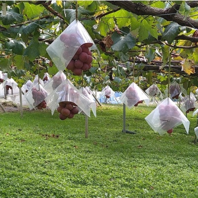 【2026年先行受付】希少 食べ比べ「牧丘天空の丘シャインマスカット+クインニーナ」約1kg【配送不可地域：離島】