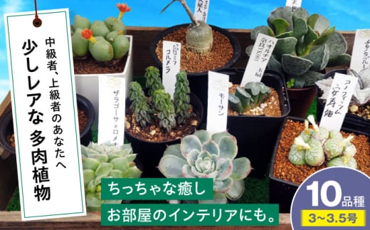 多肉植物 少しレアな10品種10鉢セット 植物 観葉植物 セット 詰め合わせ 初心者 中級者 上級者 育てやすい インテリア 鑑賞 部屋 小さめ 簡単 手軽 グリーン カスタム おしゃれ 癒し おまかせ 植木鉢 植木 苗 室内 ガーデニング プランター 多種 10種 置くだけ 趣味 インドア 自然 落ち着く 珍しい レア 貴重 三次市/園芸王国パスタイム [APCJ004]