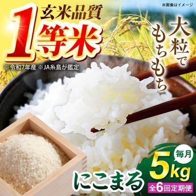 ふるさと納税 糸島市 【全6回定期便】 にこまる 玄米品質1等米 白米 5kg 糸島市産 [AGR009]