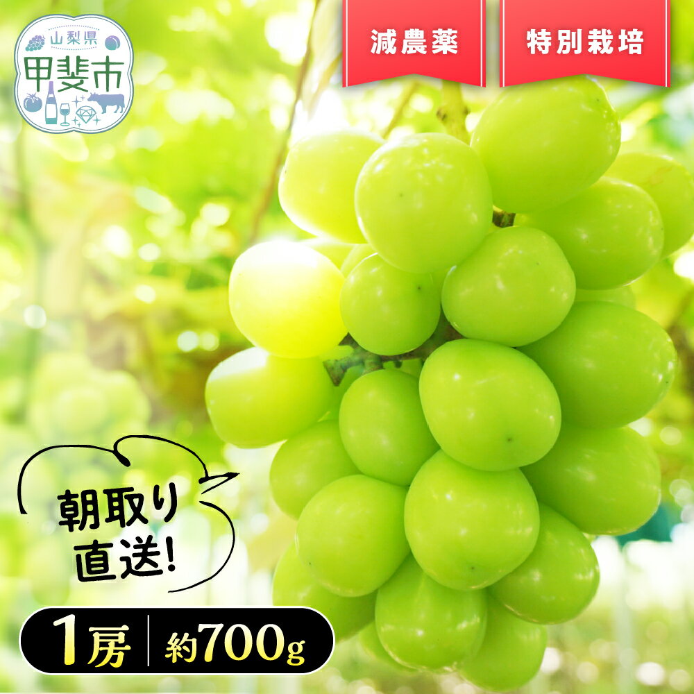 【ふるさと納税】 【2025年発送】『特別栽培』自然塾冬のシャインマスカット 約700g～1.4kg BM-2