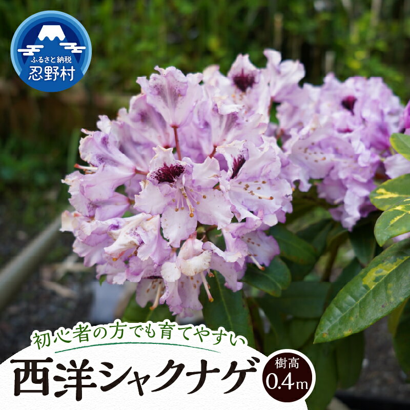 【ふるさと納税】 シャクナゲ 植木 植物 樹木 西洋 常緑 低中木 0.4m 花木の女王 ガーデニング ロックガーデン 苗 庭木 送料無料 山梨県 忍野村