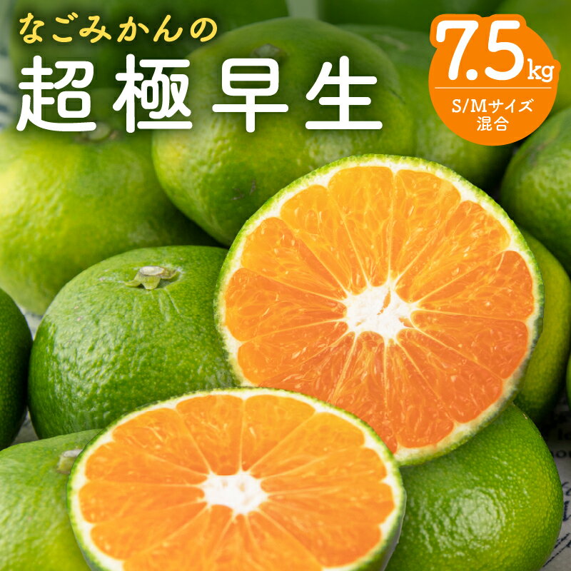 【ふるさと納税】【9月中旬より順次発送】なごみかん 超極早生みかん 7.5kg【糖度があり酸味はまろやかなみかん】