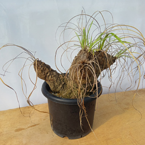 キセロフィタ トリコフィラ (発根管理済) A003｜観葉植物 コーデックス [0684]