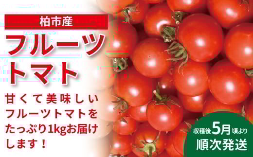 柏市産 フルーツトマト 1kg 〈先行予約 2026年5月順次発送〉 〈 セット 野菜 国産 千葉県産 甘い おいしい 美味しい 新鮮 おすすめ 旬 産地直送 リコピン サラダ 大量 予約 〉